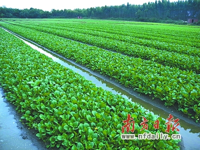 广东建成300家省级“菜篮子”基地