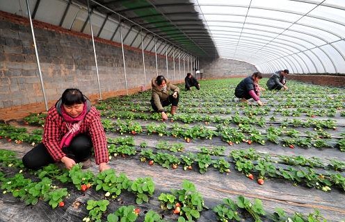 河北邯郸：农业产业化助农增收致富