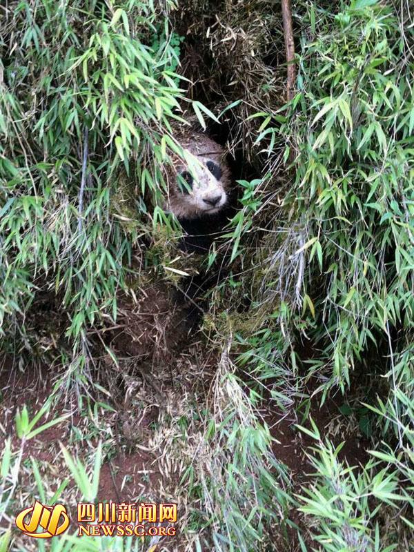 四川昭觉县首次发现野生大熊猫 50村民彻夜保护