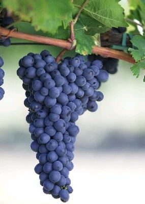 中秋吃5种水果最养人 葡萄是抗氧化之王