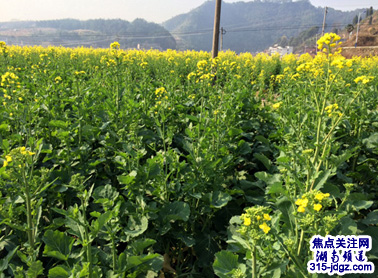 新邵巨口铺镇：油菜花开迎春来 四方游客欢喜闹