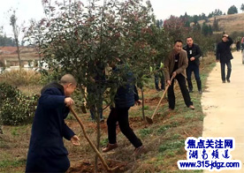 湖南邵阳市谷洲镇开展“植树”活动，促进绿色经济发展