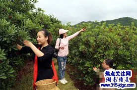 湖南洪江市夏季村旅游节暨托口杨梅节举行