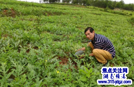 湖南邵阳县谷洲镇兰子村千亩西瓜基地——书记曾祥德带领村民脱贫致富