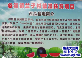 湖南邵阳县谷洲镇兰子村千亩西瓜基地——书记曾祥德带领村民脱贫致富