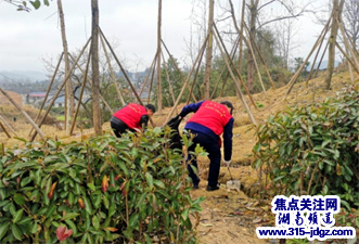 湖南怀化辰溪义工春节开展拾捡垃圾志愿服务活动