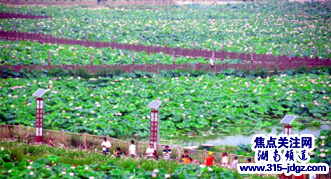 湖南衡阳龙兴村荷花“美翻天”，已成网红打卡地