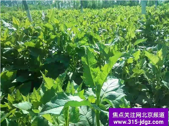 三十八：一颗小草就是一个大产业--创新型智慧农业系统工程推广中