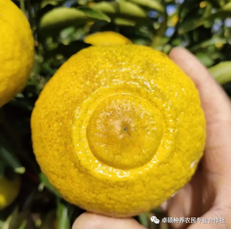 卓硕农场黄金贡柚开园啦!!! 徒手就能剥的黄金贡柚,汁水充盈,味道沁甜!!!
