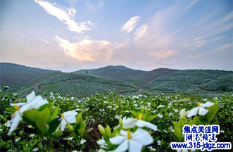 “喻”见美好 “栀”等你来 | 第四届中国•宁乡（喻家坳）栀子花文化旅游节来了！