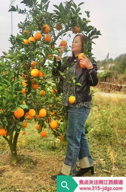 脐橙飘香